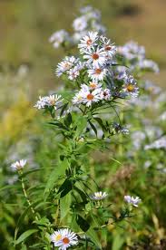 Attēlu rezultāti vaicājumam “Symphyotrichum x salignum flower”