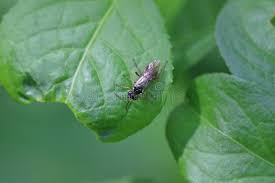 Attēlu rezultāti vaicājumam “Tenthredo campestris female”