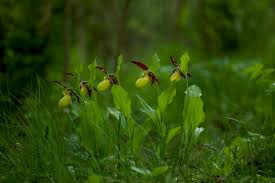 Attēlu rezultāti vaicājumam “Cypripedium calceolus leaf”