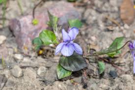 Attēlu rezultāti vaicājumam “Viola arvensis flower”