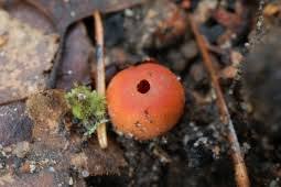 Attēlu rezultāti vaicājumam “Microstoma protracta”