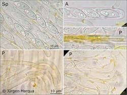 Attēlu rezultāti vaicājumam “Byssonectria fusispora”