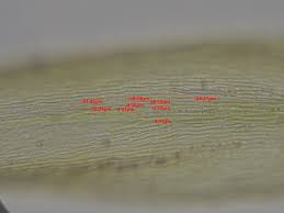 Attēlu rezultāti vaicājumam “Campylium, Campyliadelphus”