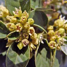 Attēlu rezultāti vaicājumam “Frangula alnus flower”