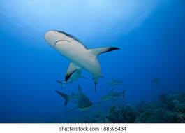 Image result for Carcharhinus perezii