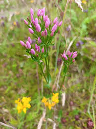 Attēlu rezultāti vaicājumam “Centaurium erythraea bud”