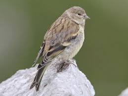 Image result for Carduelis citrinella