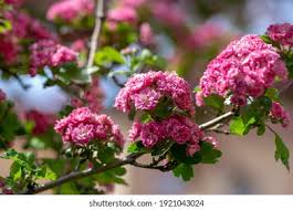 Attēlu rezultāti vaicājumam “Crataegus laevigata flower”