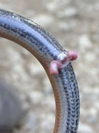 Attēlu rezultāti vaicājumam “Anguis fragilis adult”