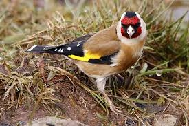 Attēlu rezultāti vaicājumam “Carduelis carduelis”