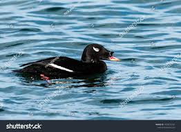 Attēlu rezultāti vaicājumam “Melanitta fusca male”