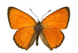 Attēlu rezultāti vaicājumam “Lycaena virgaureae female”