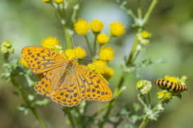 Attēlu rezultāti vaicājumam “Argynnis paphia male”