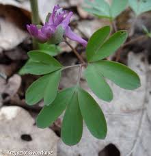 Attēlu rezultāti vaicājumam “Corydalis intermedia fruit”