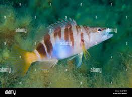 Image result for Serranus scriba