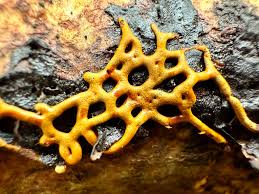 Attēlu rezultāti vaicājumam “Willkommlangea reticulata macro”