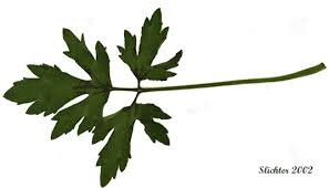 Attēlu rezultāti vaicājumam “Ranunculus repens leaf”