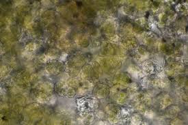 Attēlu rezultāti vaicājumam “Chrysothrix candelaris”