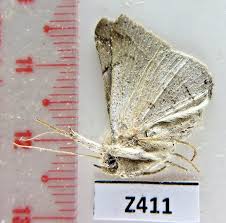 Attēlu rezultāti vaicājumam “Arctiidae”