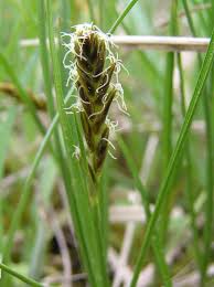 Attēlu rezultāti vaicājumam “Blysmus compressus”