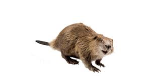 Image result for Castor fiber