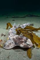 Image result for Cephaloscyllium laticeps