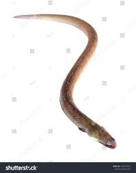 Image result for Anguilla rostrata