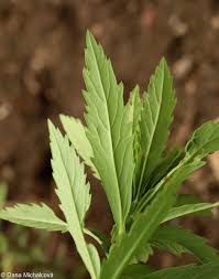 Image result for Leucanthemella serotina