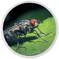 Attēlu rezultāti vaicājumam “Sarcophaga carnaria”