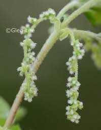 Attēlu rezultāti vaicājumam “Urtica dioica flower”