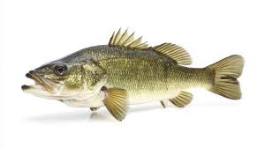 Image result for Micropterus salmoides