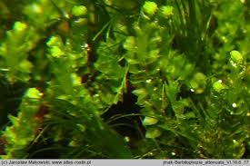 Attēlu rezultāti vaicājumam “Barbilophozia attenuata”