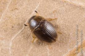 Attēlu rezultāti vaicājumam “Bitoma crenata imago”