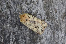 Attēlu rezultāti vaicājumam “Conistra rubiginea”