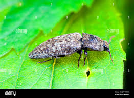 Attēlu rezultāti vaicājumam “Agrypnus murinus”