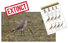 Image result for Numenius tenuirostris