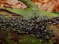 Attēlu rezultāti vaicājumam “Exidia thuretiana”