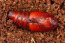 Attēlu rezultāti vaicājumam “Brachionycha nubeculosa”