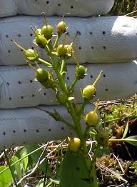 Attēlu rezultāti vaicājumam “Menyanthes trifoliata leaf”