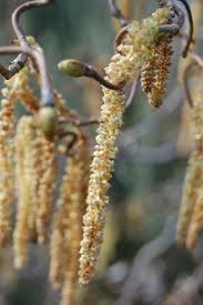 Attēlu rezultāti vaicājumam “Corylus avellana male flower”
