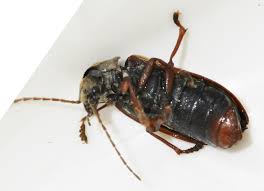 Attēlu rezultāti vaicājumam “Polydrusus tereticollis”