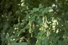Attēlu rezultāti vaicājumam “Laburnum anagyroides leaf”