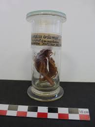 Attēlu rezultāti vaicājumam “Saduria entomon”