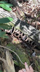 Attēlu rezultāti vaicājumam “Craterium sp.”