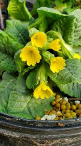 Image result for Primula veris