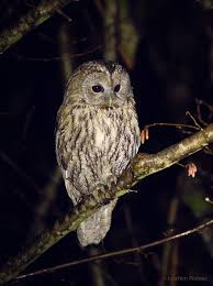 Image result for Strix aluco