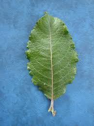 Attēlu rezultāti vaicājumam “Salix caprea leaf”