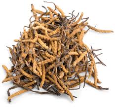 Attēlu rezultāti vaicājumam “Cordyceps polyarthra”
