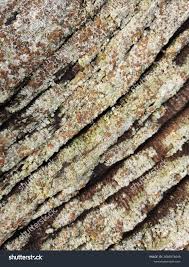 Attēlu rezultāti vaicājumam “Lecanora allophana”