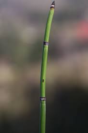 Attēlu rezultāti vaicājumam “Equisetum hyemale”